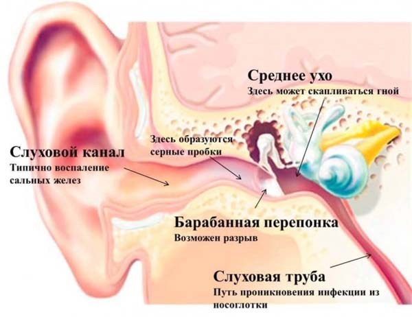 Картинка уха внутри